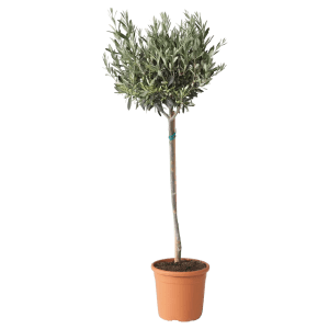 Olivenhochstamm Mietartikel