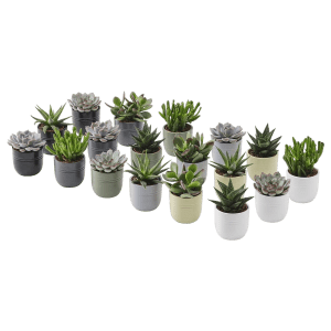 Sukkulenten Mix Mietartikel