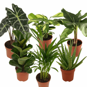 Zimmerpflanzen Mix Mietartikel